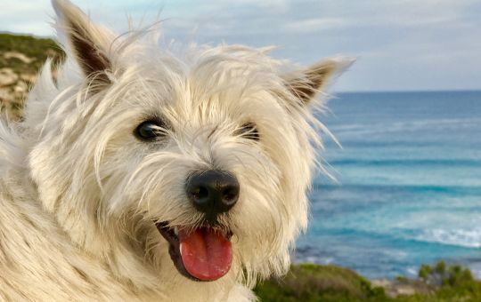 Millie the resident Westie