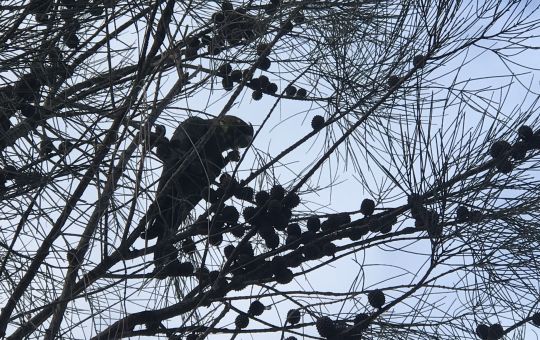 For bird lovers