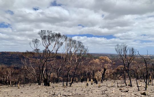 Scorched hills 