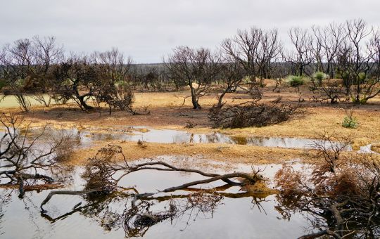 Winter rains 