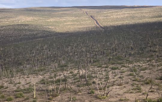 Landscape post bushfires