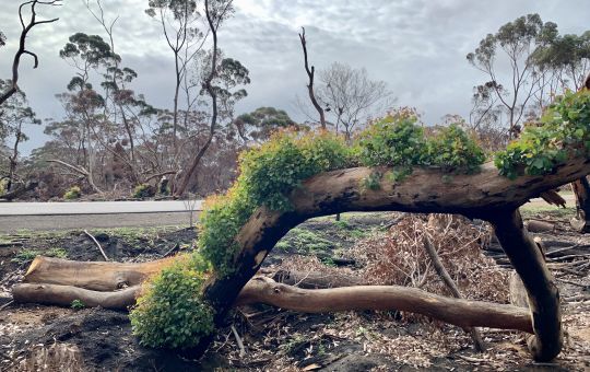 Green arch