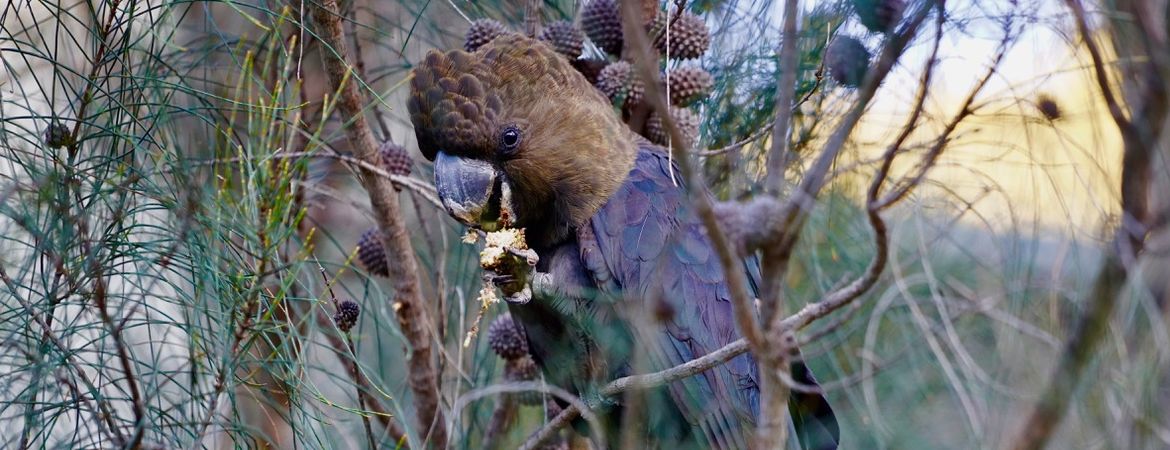 Wildlife at your door step