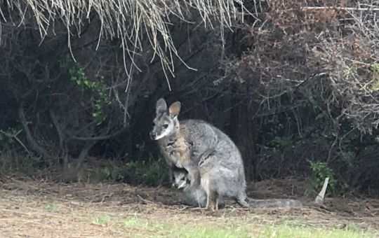 Look out for Wallabies