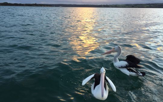 Pelicans at Sunset