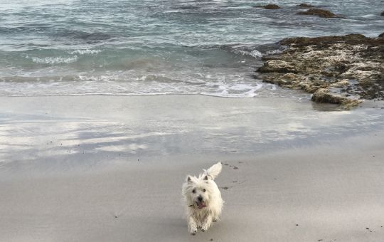 Millie at the Beach