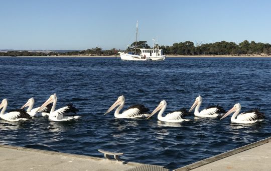 Pelicans American River
