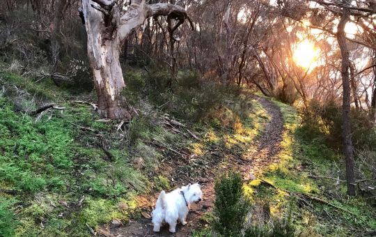 Walking the dog at sunrise