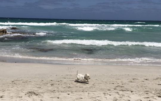 Pet friendly beaches