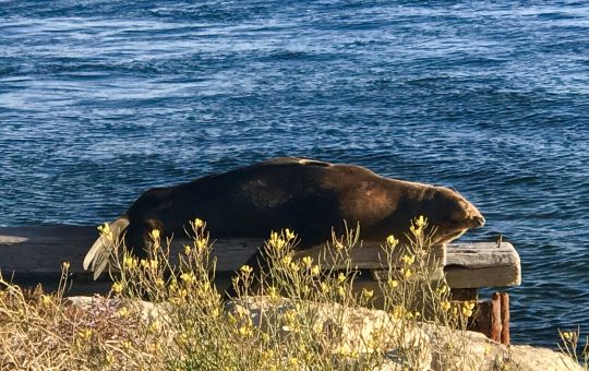 American River local seal 