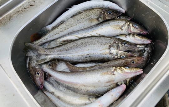 Winter Whiting Run