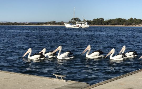 Friendly Pelicans 