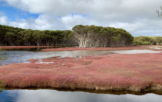 Chapman River