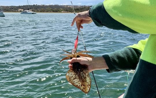Squid a plenty