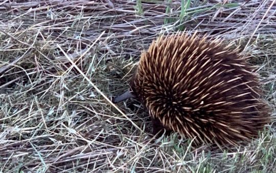 Echidna