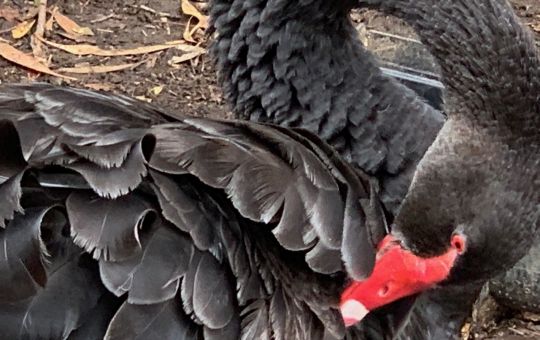 Black Swan