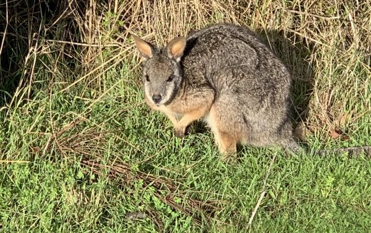 local Wallaby