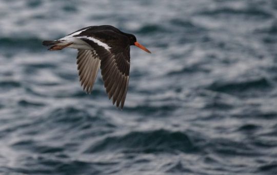 Pied Oyster catcher