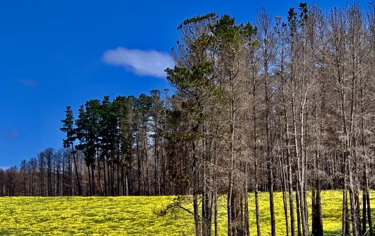 Bushfire landscape