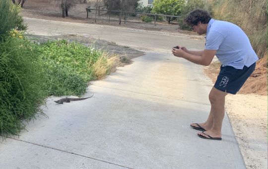 Goanna on the driveway