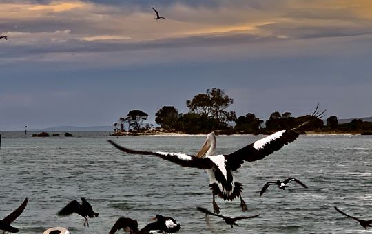 Pelicans Galore