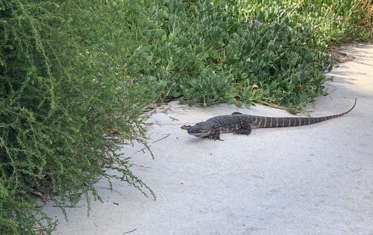 Resident goanna