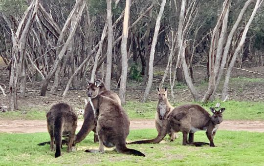 Kangaroos
