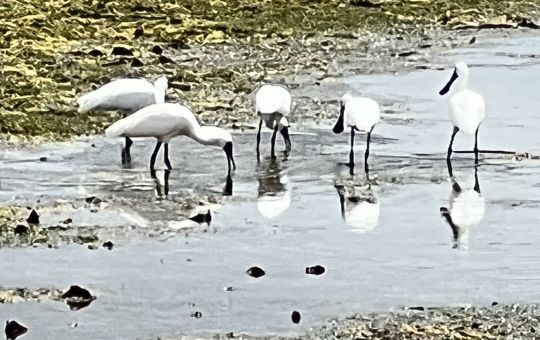 Spoonbills