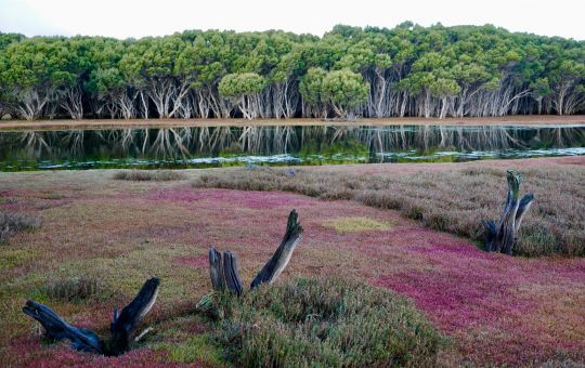 Chapman River