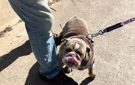 Charlie the French Bulldog