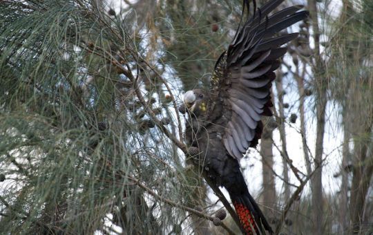 For bird lovers